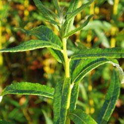 Salix triandra